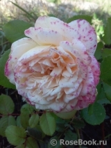 Crown Princess Margareta®