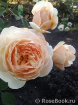 Crown Princess Margareta®