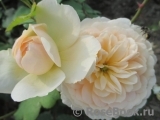 Crocus Rose® 