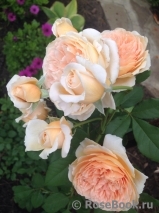 Crown Princess Margareta®