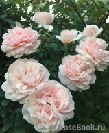 Garden of Roses 