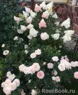 Garden of Roses 