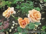 Julia's Rose