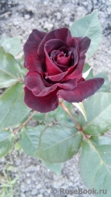 Black Baccara