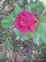 Katie's Rose