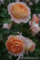 Abraham Darby