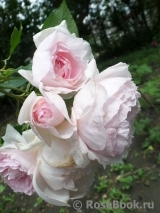 The Wedgwood Rose