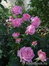 La Rose de Molinard ®