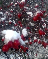 Rosa glauca 