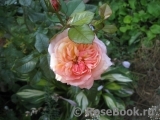 White Fox Rose