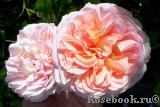 Abraham Darby