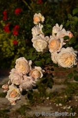 Crocus Rose® 