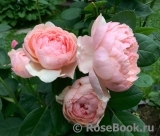 The Alnwick Rose