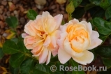 Hermann-Hesse-Rose ®