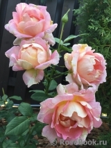 Rose des Cisterciens 