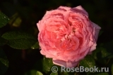 La Rose de Molinard ®