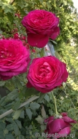 Johann Wolfgang von Goethe Rose®