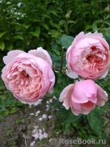 The Alnwick Rose