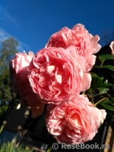 Abraham Darby