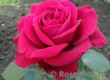 Rose des 4 Vents