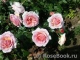 Abraham Darby