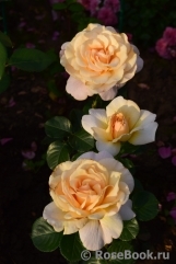 Debbie Phillips Rose