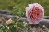 Abraham Darby