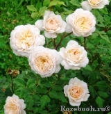 Crocus Rose® 