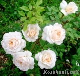 Crocus Rose® 