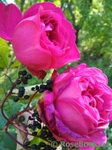 Johann Wolfgang von Goethe Rose®