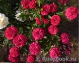 Kordes' Rose Bordeaux ®