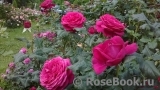 Johann Wolfgang von Goethe Rose®