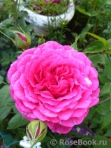 Johann Wolfgang von Goethe Rose®