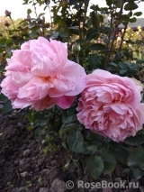 Dames de Chenonceau