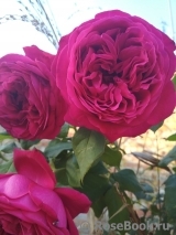 Johann Wolfgang von Goethe Rose®