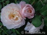 Crocus Rose® 