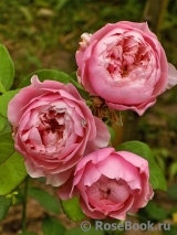 The Alnwick Rose