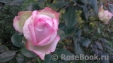 La Rose Optimiste