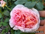 Abraham Darby