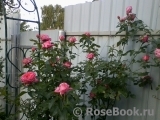 La Rose de Molinard ®