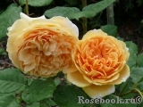 Crown Princess Margareta®