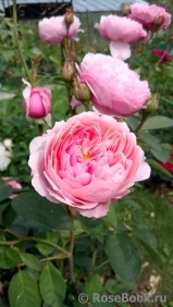 The Alnwick Rose