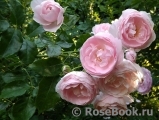 Hans Gonewein Rose 