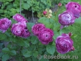 Rose Thelma