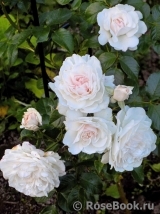 Great North Eastern Rose 