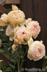 Crown Princess Margareta®