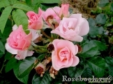 Pink Robusta