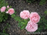 The Alnwick Rose