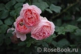 Abraham Darby