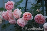 Abraham Darby